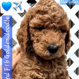Blue Collar - Red  male Goldendoodle puppy in El Paso, Texas from Texas Goldendoodles