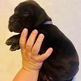 Prince George - Black male Great Dane puppy in Blanchard, Oklahoma from 10 Acre Danes LLC
