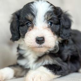 Wednesday🩷 - Black tri-color female Aussiedoodle puppy in Granbury, Texas from Triple Cross Doodles