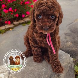 Poodle puppies from Meadowbrook Poodles