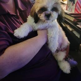 Falcon - Red and white male Shih Tzu puppy in Parma, Ohio from D's DeVine Shih-Tzu
