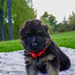 Red Collar - Black and red female German Shepherd puppy in Howell, Michigan from Sheyenne Buentello's German Shepherds
