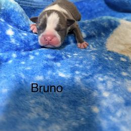 Bruno - Blue male Boston Terrier puppy in Monroeton, Pennsylvania from Molly & Hailey’s Boston Terrier Pups
