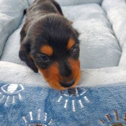 Dachshund Puppies from Chelisa Crabtree