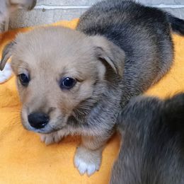 Particolor - Sable American Corgi puppy in Ellensburg, Washington from Faery Mount Farm