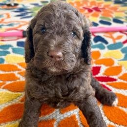Chili - Chocolate male Goldendoodle puppy in Brooksville, Florida from Spring Prairie Doodles