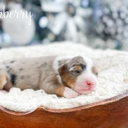 Winterberry - Blue merle female Bernedoodle puppy in Henry, Illinois from Rowe Farms Doodles