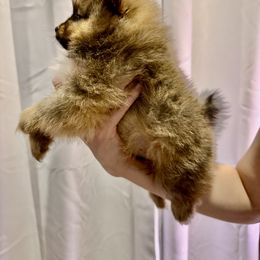 Pomeranian Puppies from Pom Fam