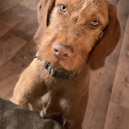 Odin - Wirehaired Vizsla