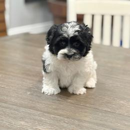 Oreo - Black male Havapoo puppy in Bowling Green, Kentucky from Denise Clark