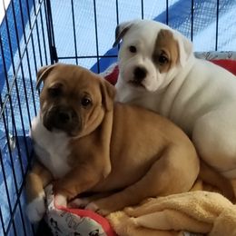 Staffordshire Bull Terrier Puppies from Aran Isle Staffords