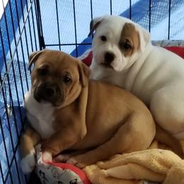 Staffordshire Bull Terrier Puppies from Aran Isle Staffords