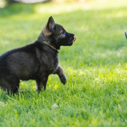German Shepherd Puppies from Faoladh German Shepherds