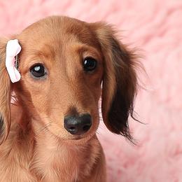 Dachshunds from Ryans Nursery
