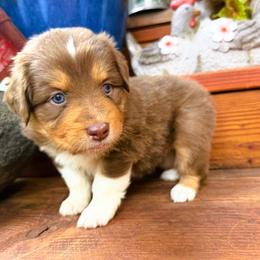 Aspen - Red tri-color female Australian Shepherd puppy in Boise, Idaho from Black Canyon Corral Aussies
