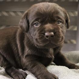 Riot - Chocolate male Labrador Retriever puppy in Camden, Indiana from Camden's Caring Canines