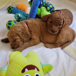Goldendoodle Puppies from Dream Doodles