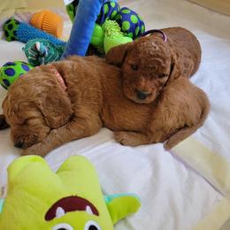 Goldendoodle Puppies from Dream Doodles