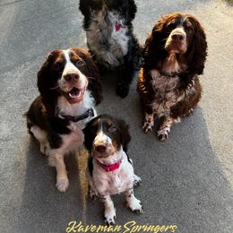 Next litter will be in 2026 - Black white and tan female English Springer Spaniel puppy in Pacific, Washington from Kaveman Springers