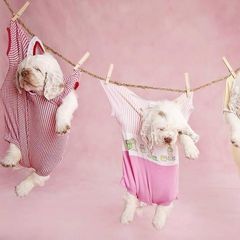Clumber Spaniel Puppies from Rainsway Clumber Spaniels