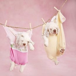 Clumber Spaniel Puppies from Rainsway Clumber Spaniels