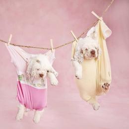 Clumber Spaniel Puppies from Rainsway Clumber Spaniels