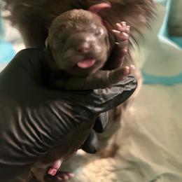 Boy 1 - Chocolate male Shih Tzu puppy in Dallas, Texas from Almost Heaven Shih Tzu