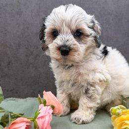 X - Tri-color male Australian Labradoodle puppy in Denton, Texas from Liberty Hill Labradoodles