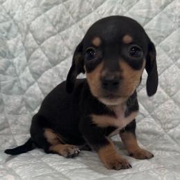 Boy 4 - Black and tan male Dachshund puppy in Galax, Virginia from Dells  Dachshund’s