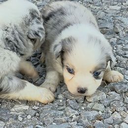 Mercedes - Blue merle female Australian Shepherd puppy in Leonard, Texas from Tin Roof Aussies