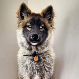 Siberian Huskies from Nokb Pups