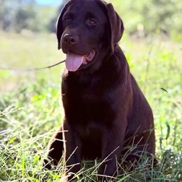 Girl 1 - Chocolate female Labrador Retriever puppy in Wilson’s, Virginia from Cedar Hill Farm Labradors