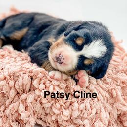 Patsy Cline - Black rust and white female Bernese Mountain Dog puppy in Hudson, Indiana from TurkeyCreek-K9