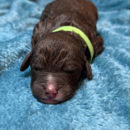 Green collar male - Tri-color male Bernedoodle puppy in Colorado Spgs, Colorado from Colorado Springs Doodles