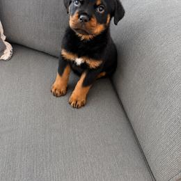 Ruby - Black and mahogany female Rottweiler puppy in Parker, Colorado from Denver Rotties