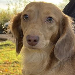 Dachshunds from Hart of Doxie