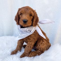 Goldendoodle Puppies from Celebrity Doodles DFW