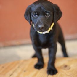 Labrador Retriever Puppies from Whispering Creek British Labs LLC