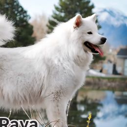 Raya - Samoyed