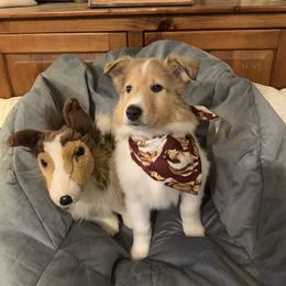 Collie Puppies from Cold Mountain Collies