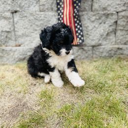 Girl 2 - female Aussiedoodle puppy in Colbert, Washington from Bright Aussiedoodles