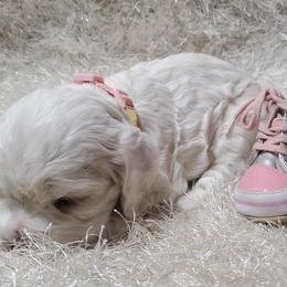 PENELOPE - Buff and white female Cocker Spaniel puppy in Byram, Mississippi from Chloe's Cocker Spaniels
