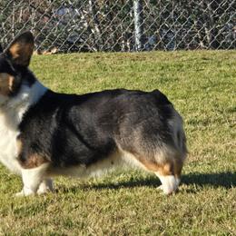 Pembroke Welsh Corgi puppies from Rose Petal Corgis