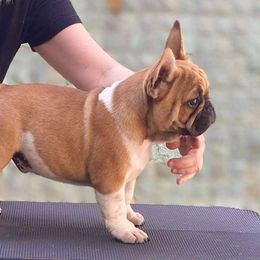 Chip - French Bulldog