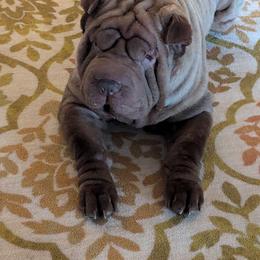 Okie - Chinese Shar-Pei