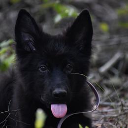 Risk - Magenta Collar Male - Black male German Shepherd puppy in Hawthorne, Florida from Lace's High Flying German Shepherds And Golden Retrievers