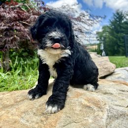 Boy 1 - REEF - Black and white male Portuguese Water Dog puppy in Butler, Pennsylvania from Sea Dog PWD Puppies