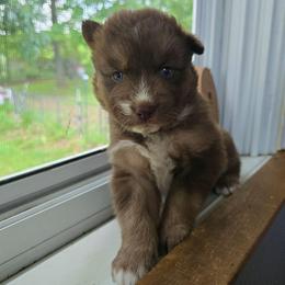 Mocha - Brown and white female Siberian Husky puppy in Addison, Michigan from Gray Run Siberian Huskies