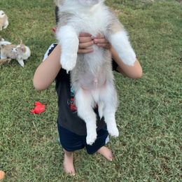 Boy 1 - Red Companion Cross puppy in San Tan Valley, Arizona from Queen Creek Chilipoms