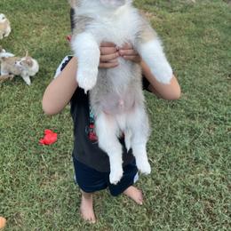 Boy 1 - Red Companion Cross puppy in San Tan Valley, Arizona from Queen Creek Chilipoms